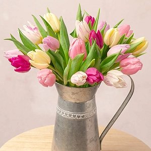 Spring Tulips