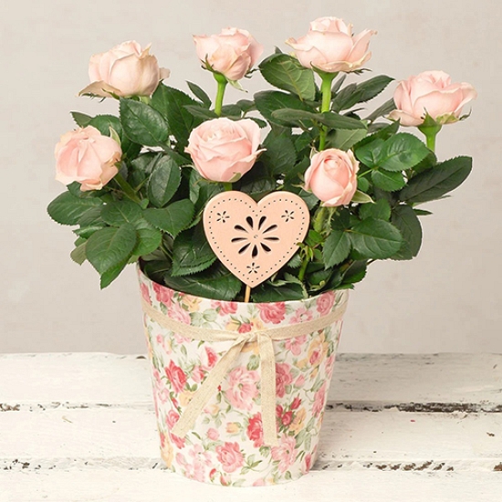 Send Pink Rose in Floral Pot to UK Rose Plant Delivery