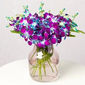 Blue Galaxy Orchids
