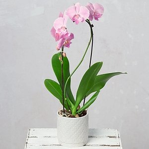 Cascade Phalaenopsis Orchid