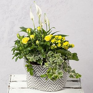 Spring Planter